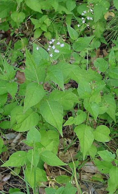 Enchanter's Nightshade