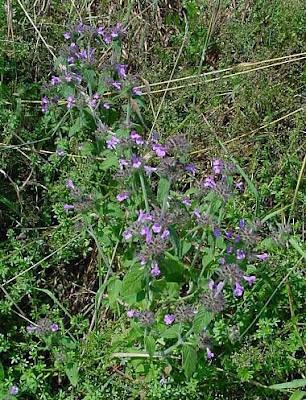 Clinopodium vulgare L.