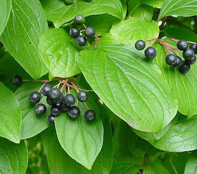Common dogwood Common dogwood
