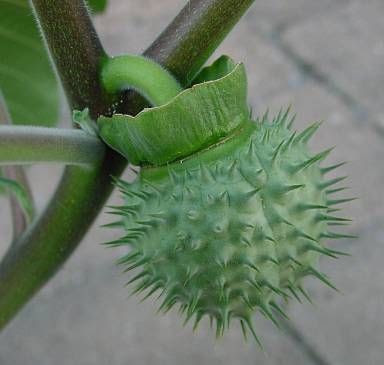 Sacred datura
