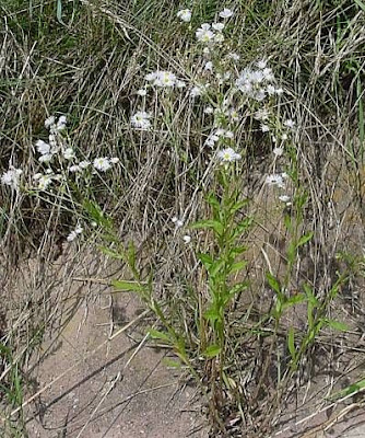 Eastern daisy fleabane