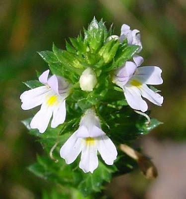 Large Flowered Sticky Eyebright Large Flowered Sticky Eyebright