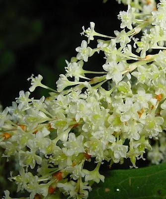 Fallopia japonica,
,
huzhang,
itadori,
Japanese knotweed,
Mexican-bamboo