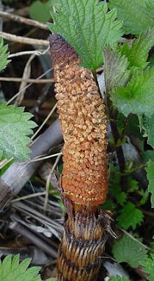 Equisetum telmateia Ehrh.