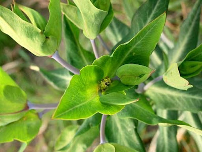 Leiteira Leiteira