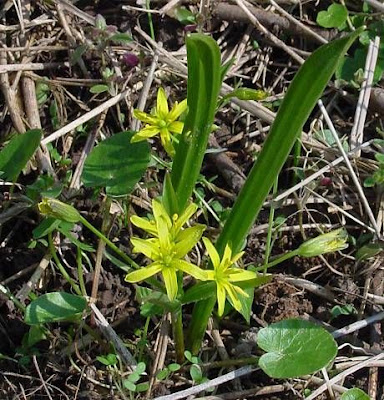 Gagea lutea,
Cipollaccio stellato