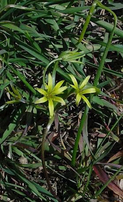 Gagea villosa,
Cipollaccio dei campi,
hairy star of Bethlehem