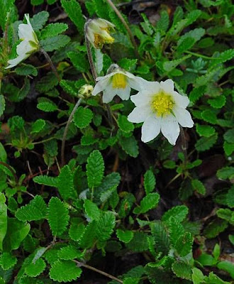 Alaskan mountain-avens Alaskan mountain-avens