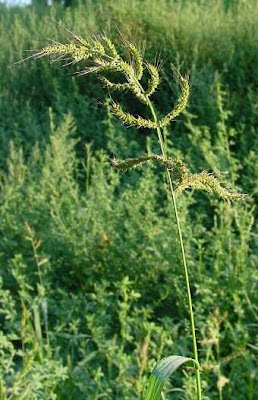 Echinochloa crus-galli,
arrocillo,
barnyard grass,
barnyardgrass,
cockspur,
cockspur grass,
echinochloa pied-de-coq,
gew&ouml;hnliche H&uuml;hnerhirse,
Giavone comune,
H&uuml;hnerhirse,
Japanese millet,
large barnyard grass,
pata de gallo