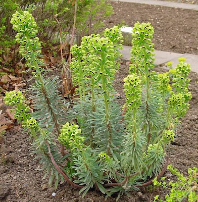 Albanian spurge Albanian spurge