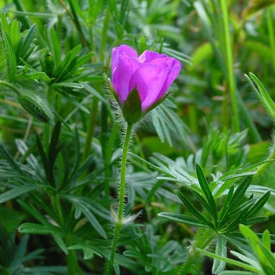Bloody geranium Bloody geranium