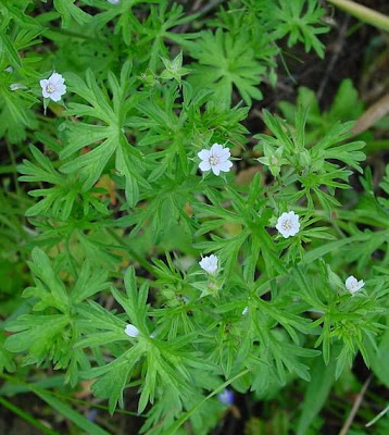 G�ranium � feuilles d�coup�es