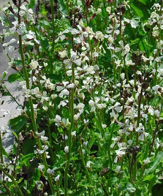 Salad rocket