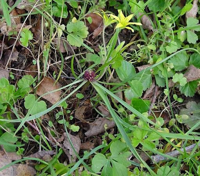 Gagea villosa,
Cipollaccio dei campi,
hairy star of Bethlehem