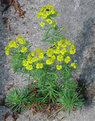 Euforbia cipressina Euforbia cipressina