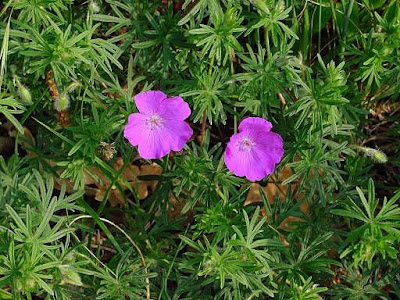Bloody geranium Bloody geranium