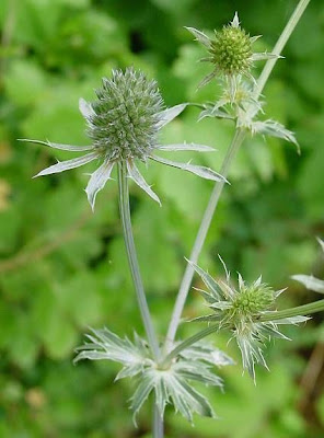 Blue Eryngo Blue Eryngo