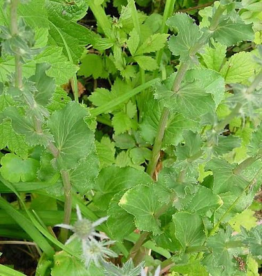 Blue Eryngo Blue Eryngo