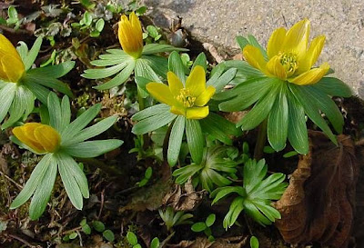 Eranthis hyemalis (L.) Salisb.