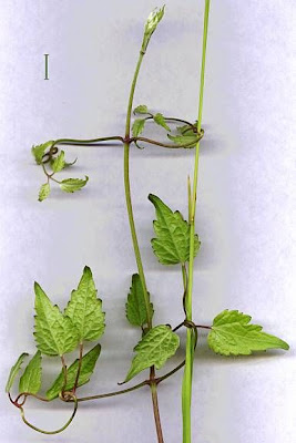 Clematis vitalba L.