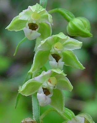 Helleborine Helleborine