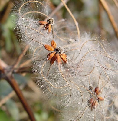 Clematis vitalba L.