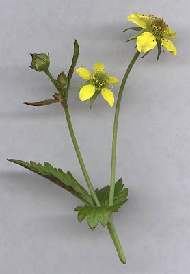 Bennet's-root Bennet's-root