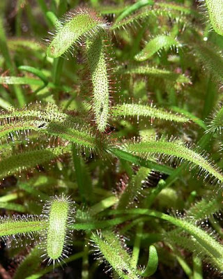 Cape sundew