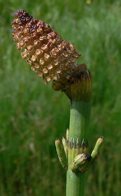 Equisetum fluviatile L.