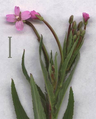 Garofanino minore