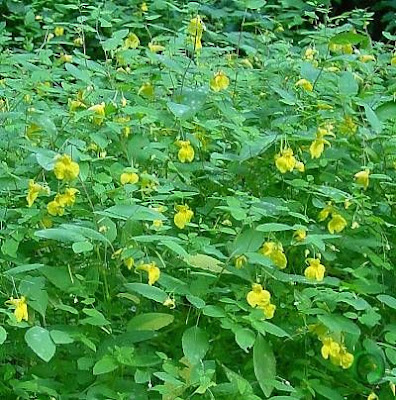 Balsam Balsam