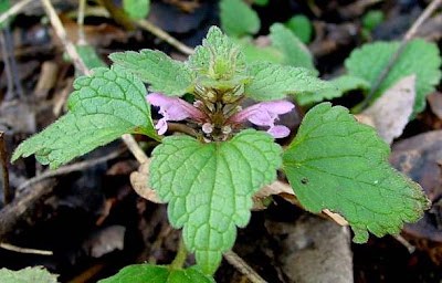 Lamium purpureum L.