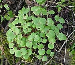 Balsamina ghiandolosa Balsamina ghiandolosa
