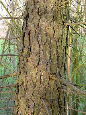 Common Larch Common Larch
