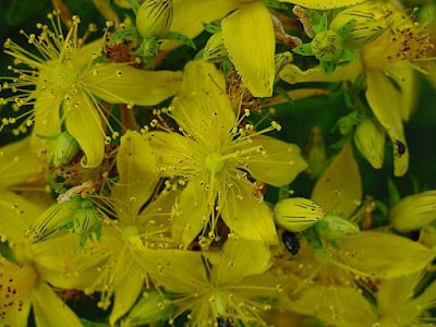 Common St. Johnswort Common St. Johnswort