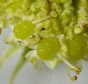 L�vistique officinale