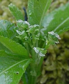 Dog's mercury Dog's mercury