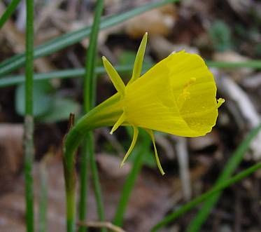 Narcissus bulbocodium,
hoop petticoat daffodil,
petticoat daffodil