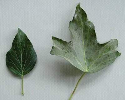Hedera helix L.