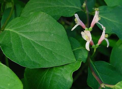 Lonicera xylosteum L.