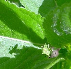 Dog's mercury Dog's mercury