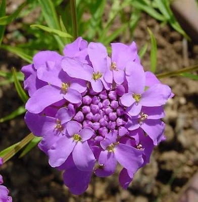 Iberis umbellata,
globe candytuft,
Iberide rossa