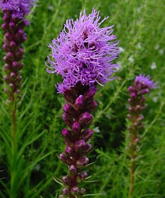 Dense blazing star