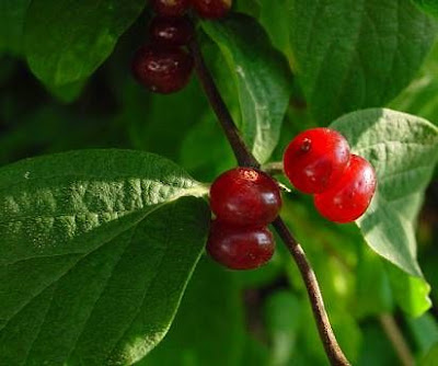 Lonicera xylosteum L.
