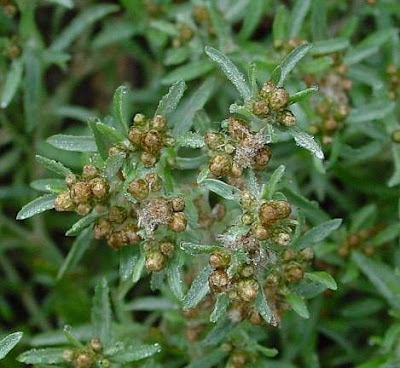 Low cudweed
