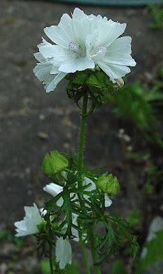 Malva moschata L.