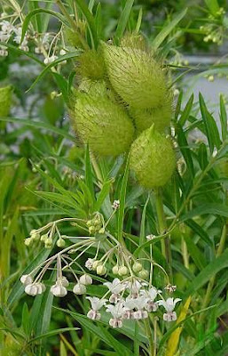 Gomphocarpus fruticosus (L.) Aiton Fil.