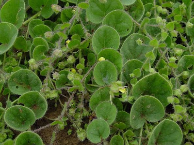 Kickxia spuria,
Cencio molle,
Cencio molle a foglia intera,
falsa-ver&oacute;nica,
linaire b&acirc;tarde,
Round Leaved Fluellen,
roundleaf cancerwort,
Unechtes T&auml;nnelkraut