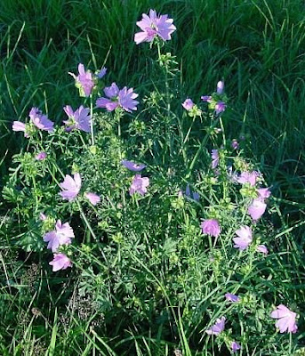 Malva moschata L.