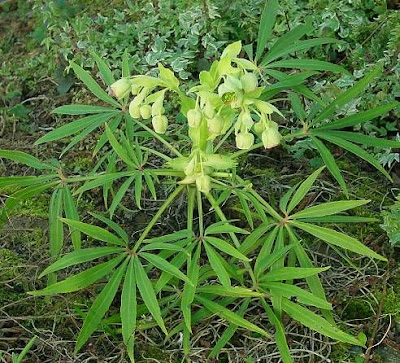 Helleborus foetidus L.